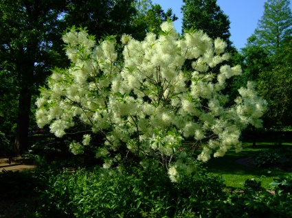 https://upload.wikimedia.org/wikipedia/commons/a/ae/Chionanthus_virginicus_-_Missouri_Botanical_Garden.jpg