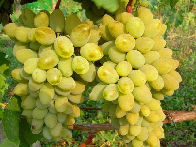 Виноград "Тимур"
