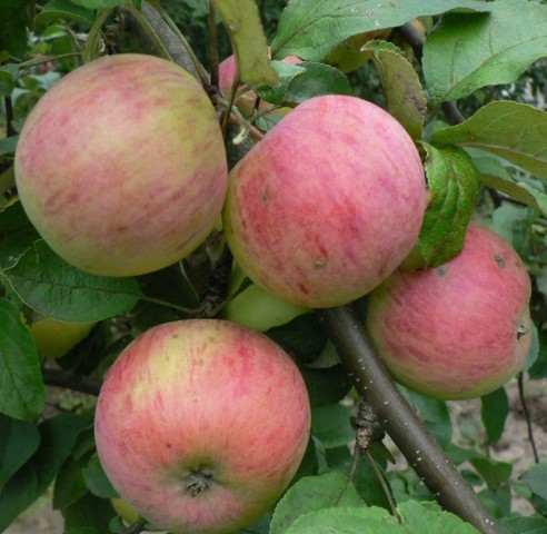 Яблоня "Осеннее полосатое"