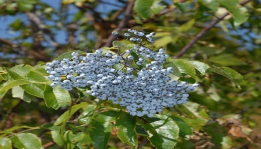 http://www.hobbyseeds.com/image/cache/data/products/blue-elderberry-sambucus-caerulea_1-600x600.jpg
