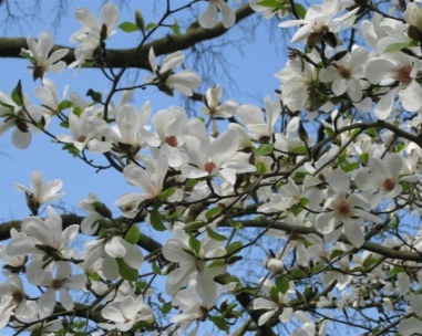 http://magnolias.com.ua/static/img/0000/0003/7935/37935882.amx8jxeqo7.jpg